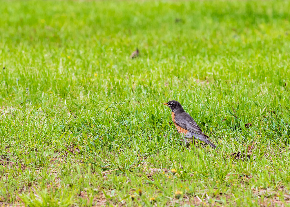 animal photography bird robin on the ground
