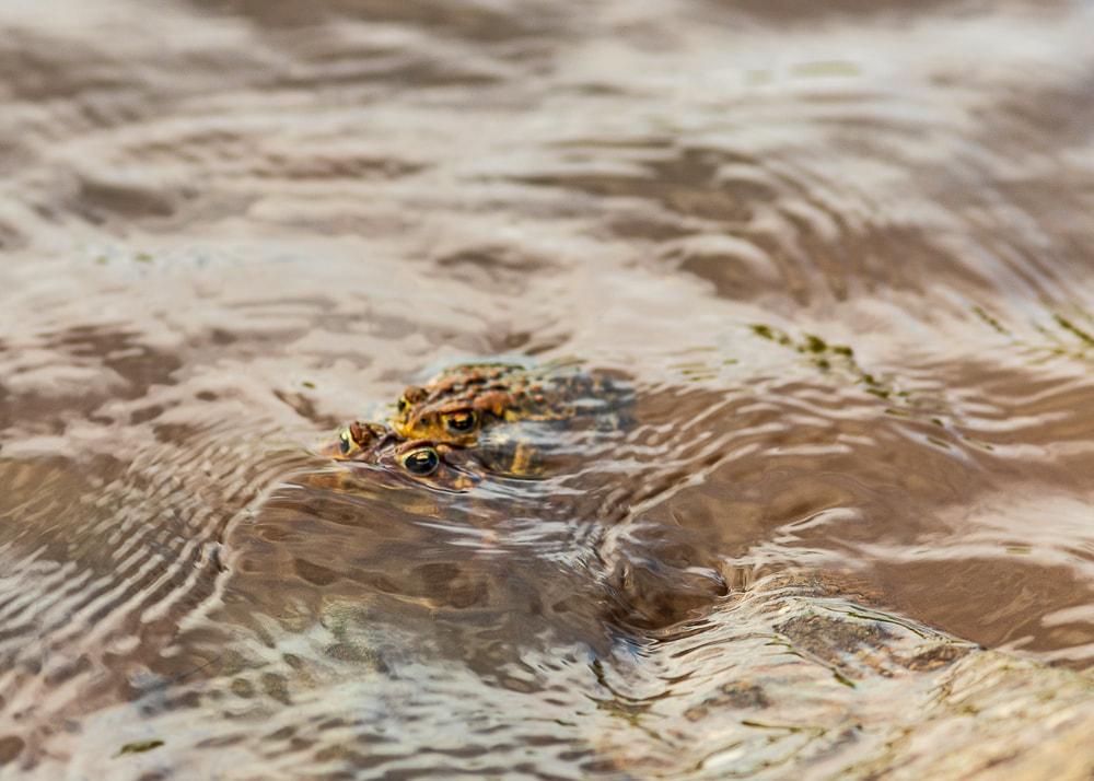 photography blog animal nature and wildlife photos - Delaware River toads