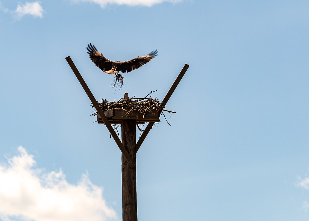 animal photography osprey landing on it's nest