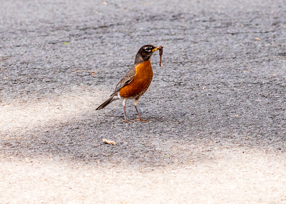 animal photography robin bird with a worm