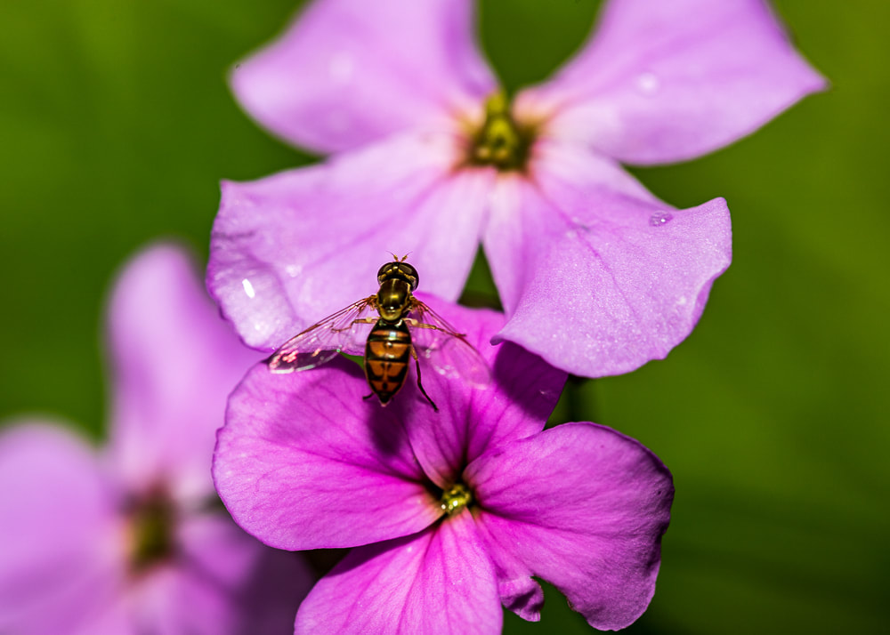 animal photography insect on a flower insect macro photography