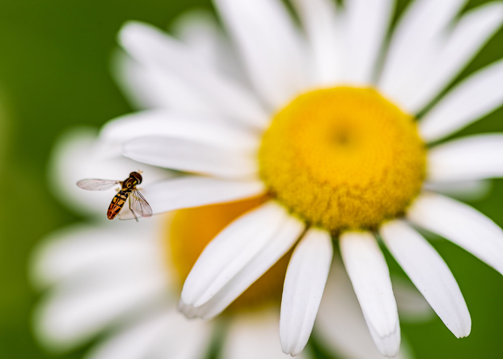 animal photography insect on a daisy flower