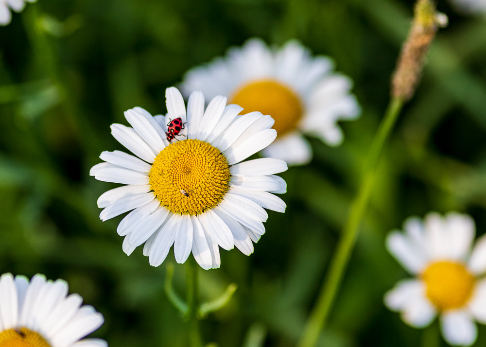 animal photography ladybug on a daisy