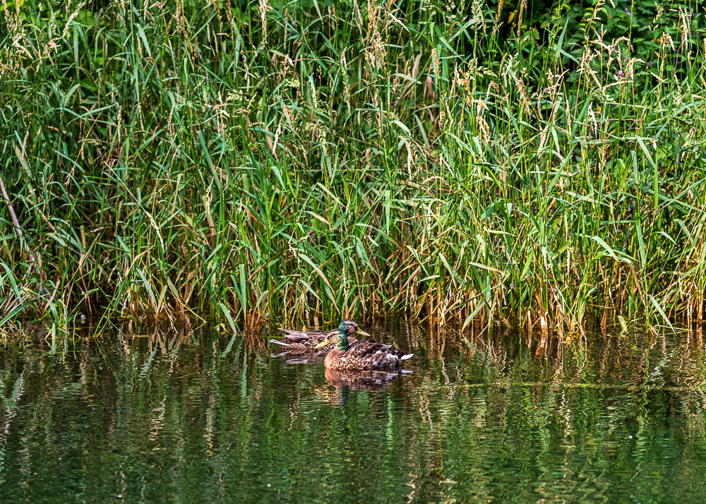 animal photography ducks in a pond
