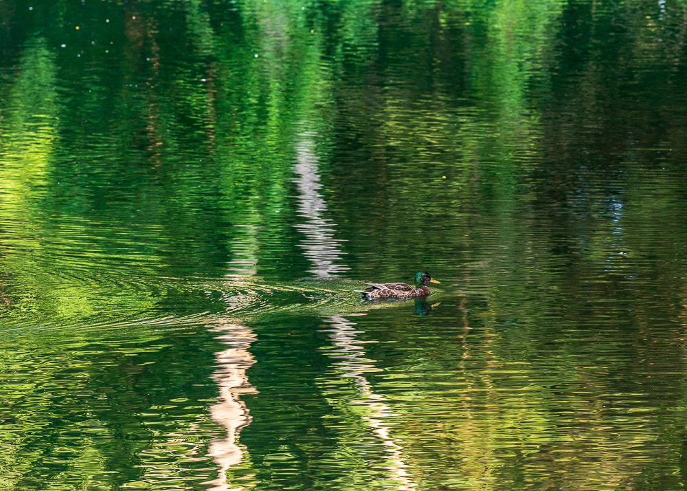 animal photography duck in the pond reflecting water