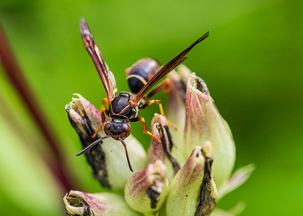 animal photography wasp insect macro