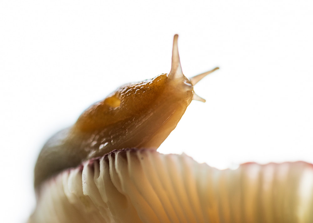 Creative Photography Tips Macro nature photos slugs