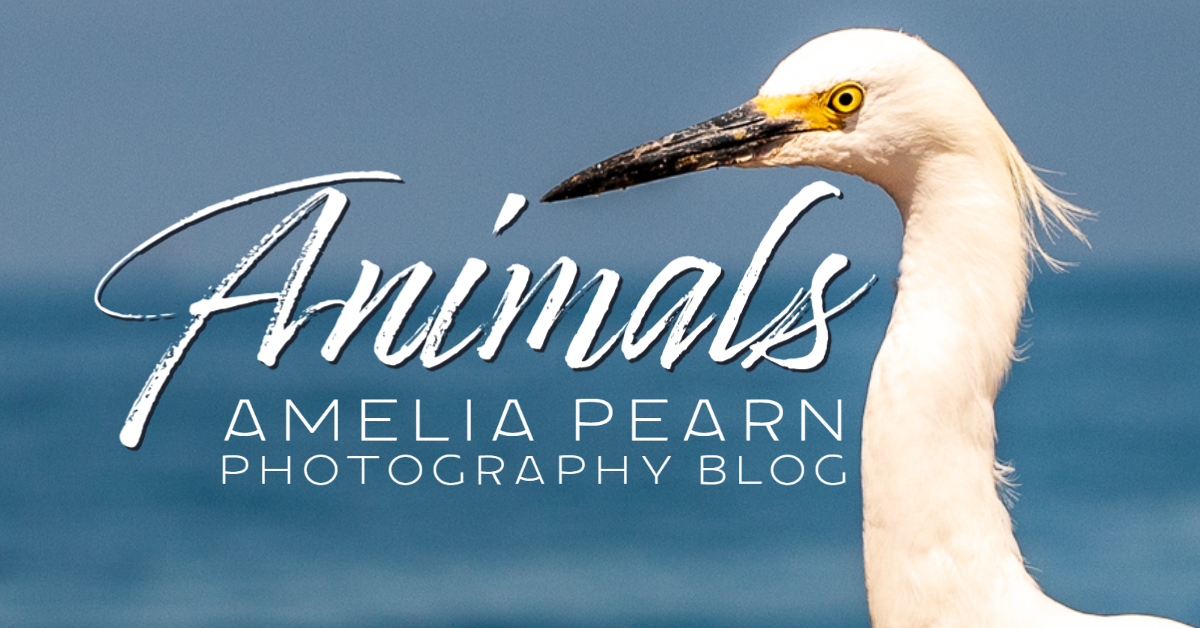 animal photography blog birds and insects