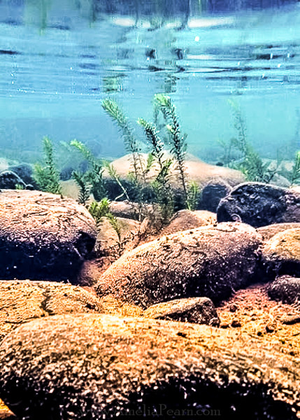 Underwater photography aquatic plants in the Upper Delaware River Region