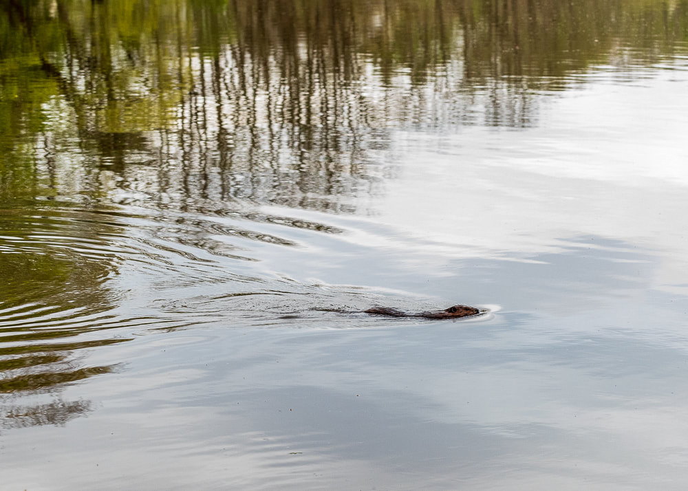 photography blog animal nature and wildlife photos - Delaware River beaver