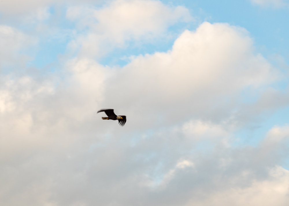 animal photography bald eagle flying 
