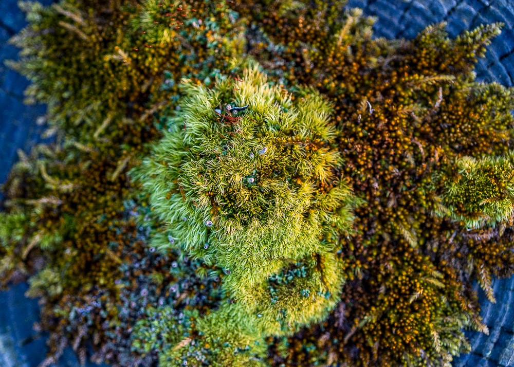 macro photography tiny plants fungi moss landscape photography nature