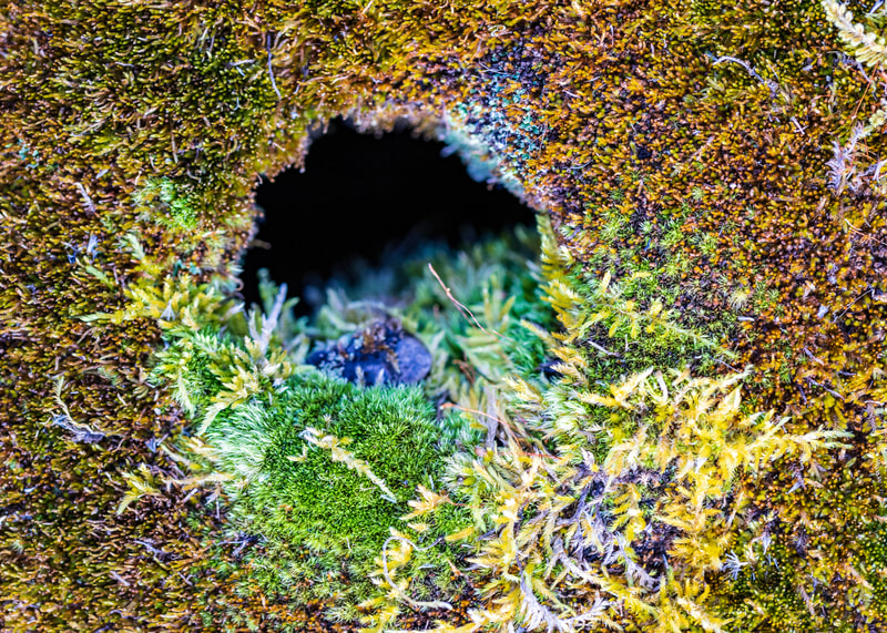 macro photography tiny plants fungi moss landscape photography nature