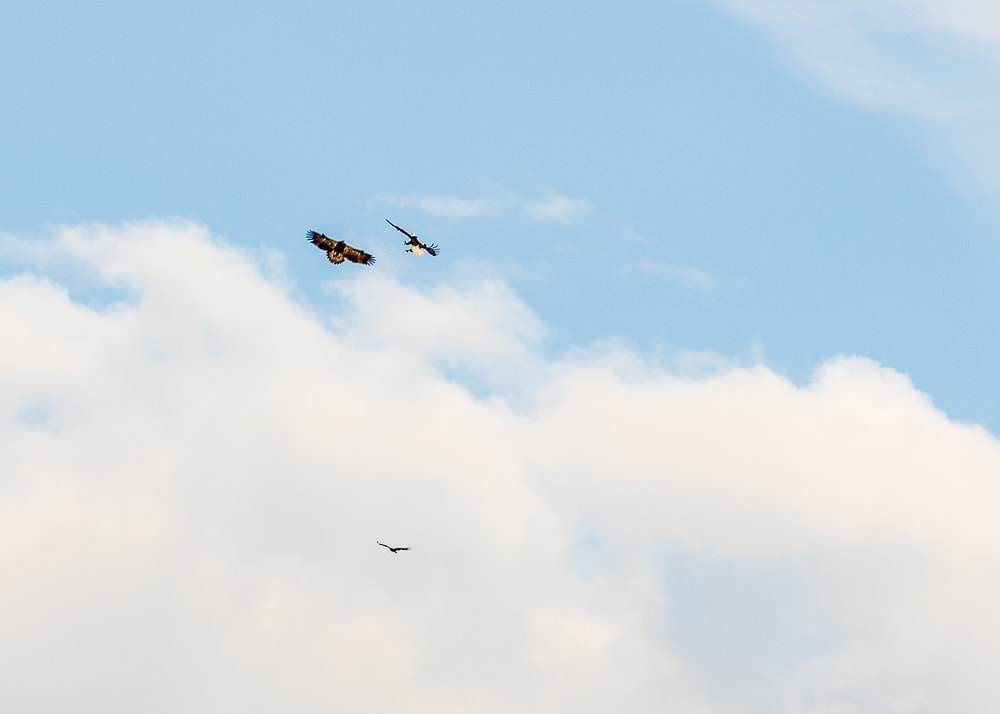 animal photography bald eagles flying 