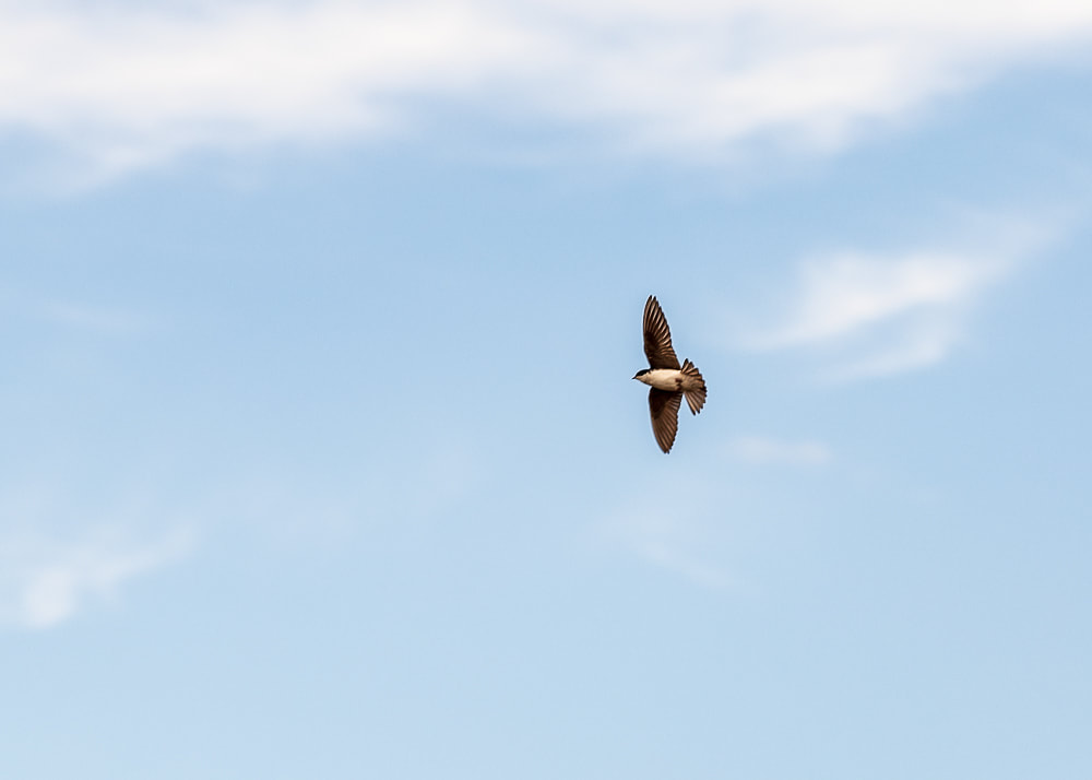 animal photography bird in the sky