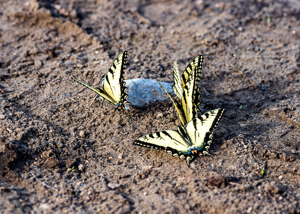 animal photography yellow butterflies