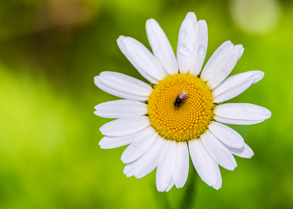 animal photography insect on a flower - fly on a daisy 