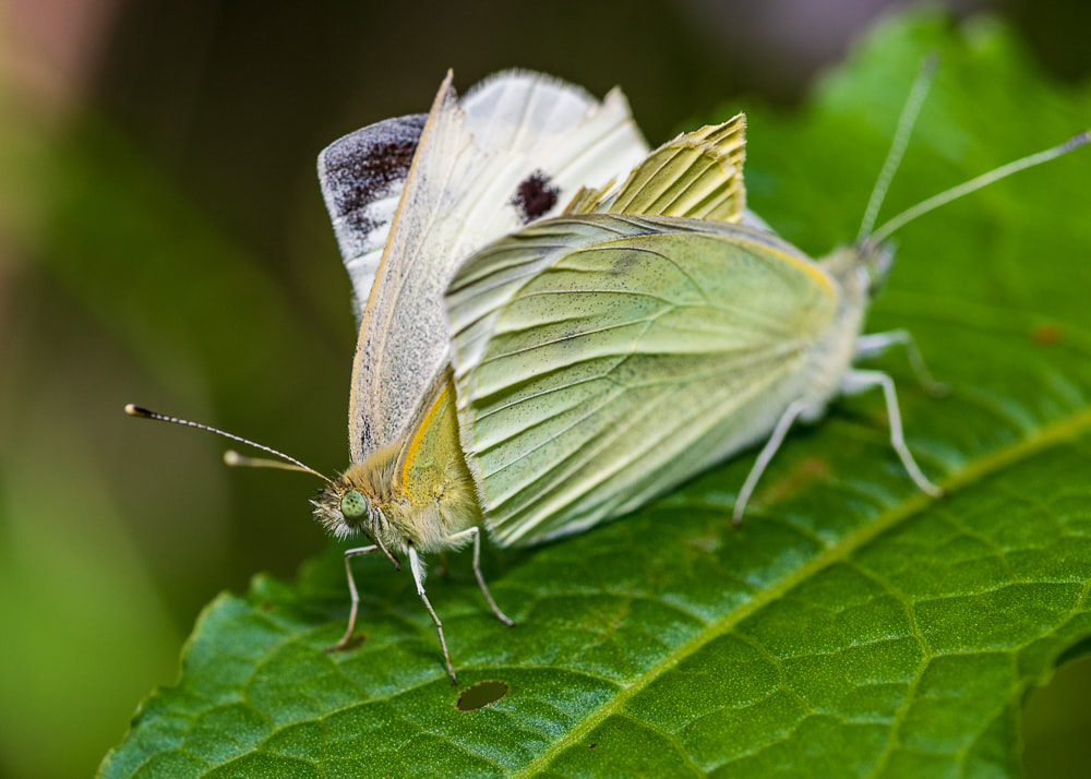 animal photography moths mating
