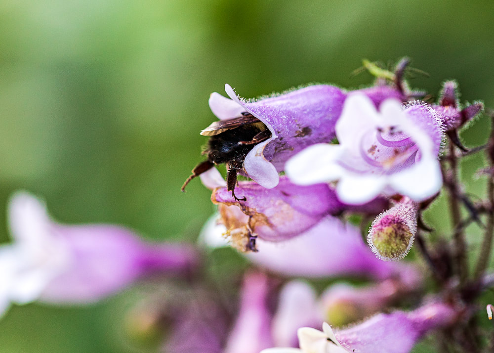 animal photography bee in a flower bee feet insect macro photography