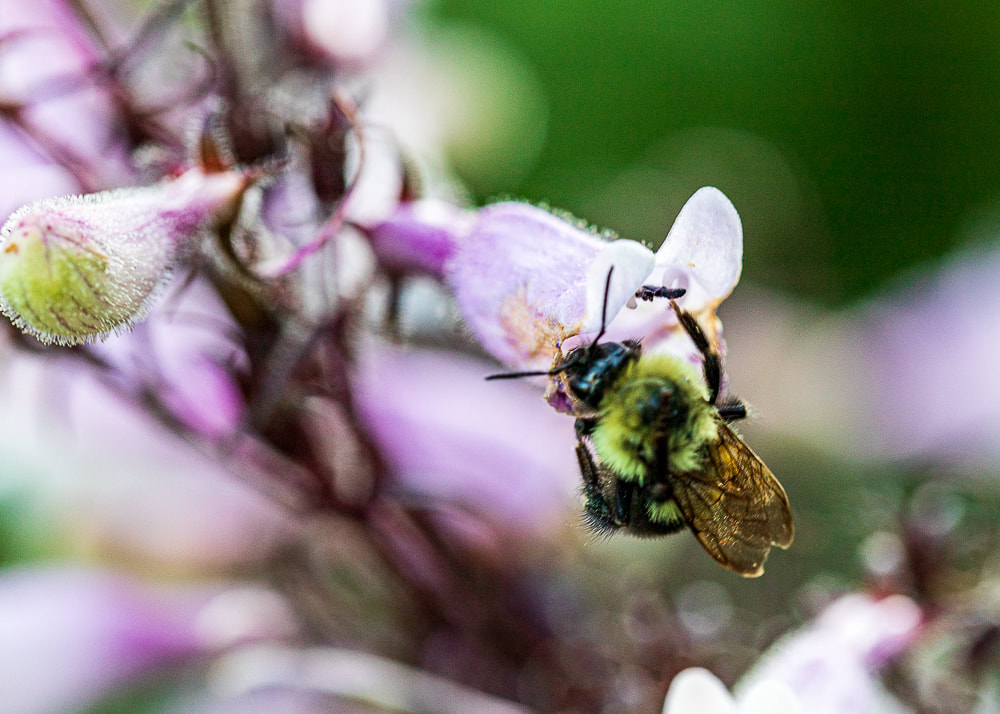 Creative Photography Tips Macro nature photos bees on flowers