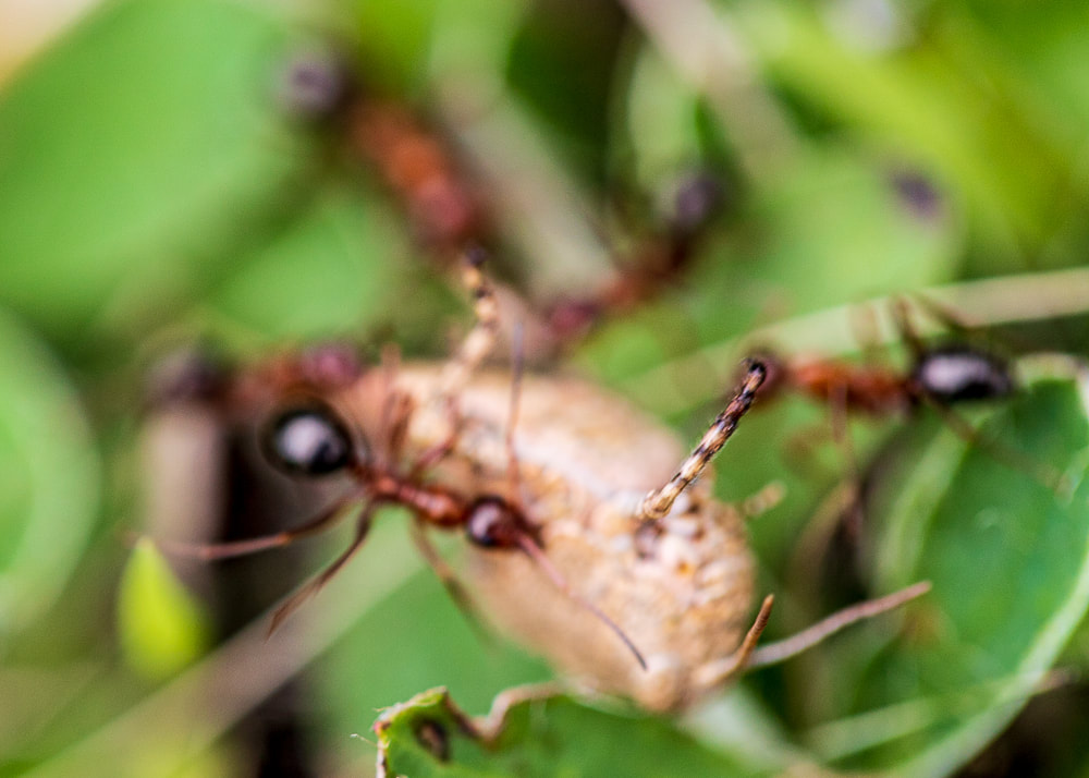 Creative Photography Tips Macro nature photos ants