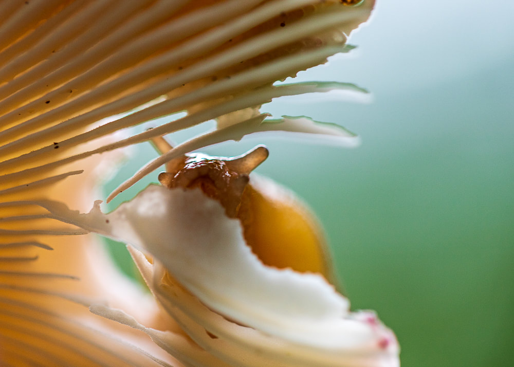 Creative Photography Tips Macro nature photos slugs mushrooms