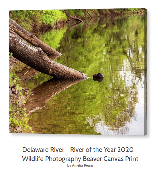 Delaware River Wildlife Photography American Beaver 