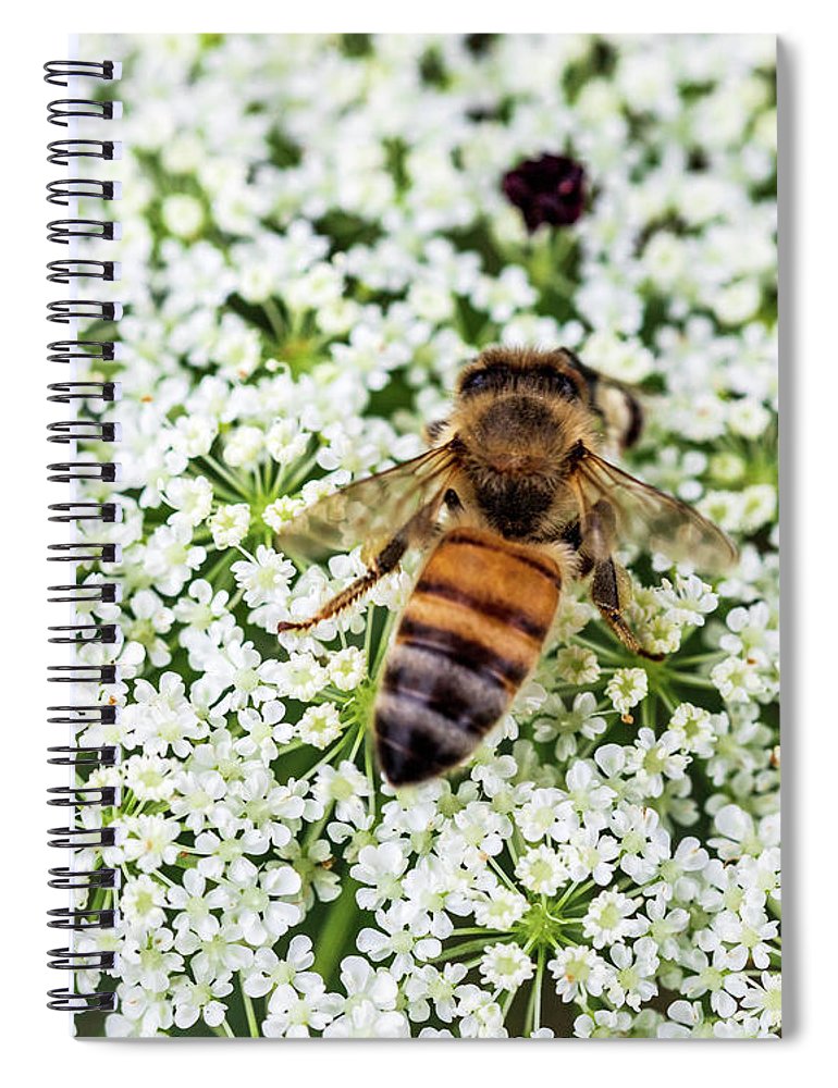 Holiday sales 2020, gift ideas, notebooks, macro photography