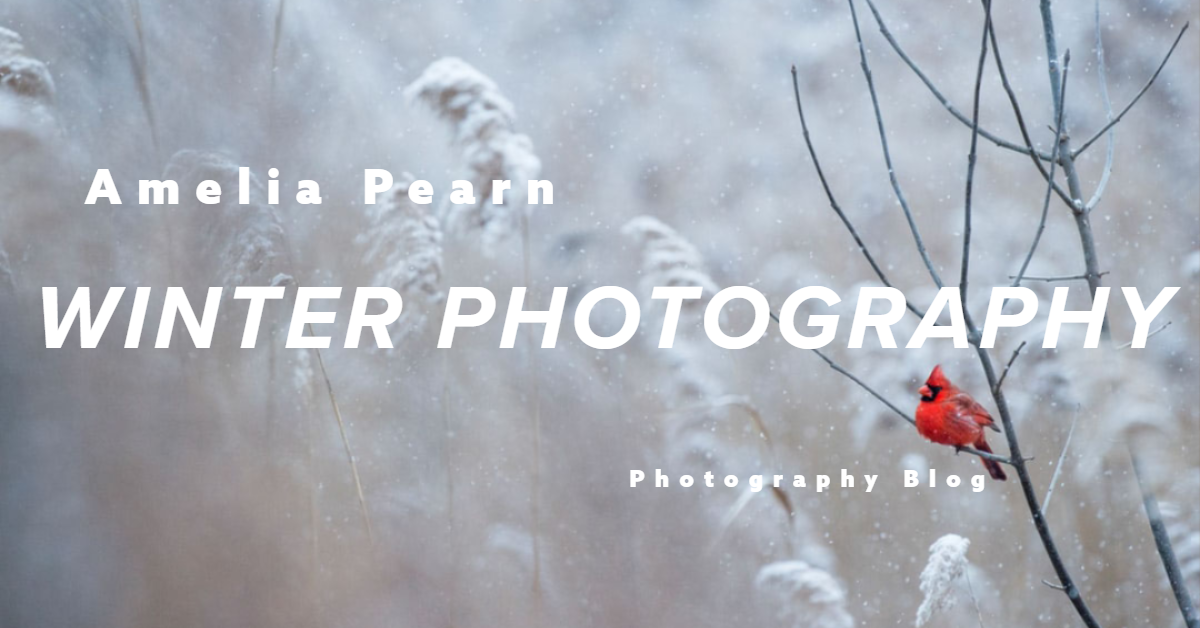photography tips - winter photography